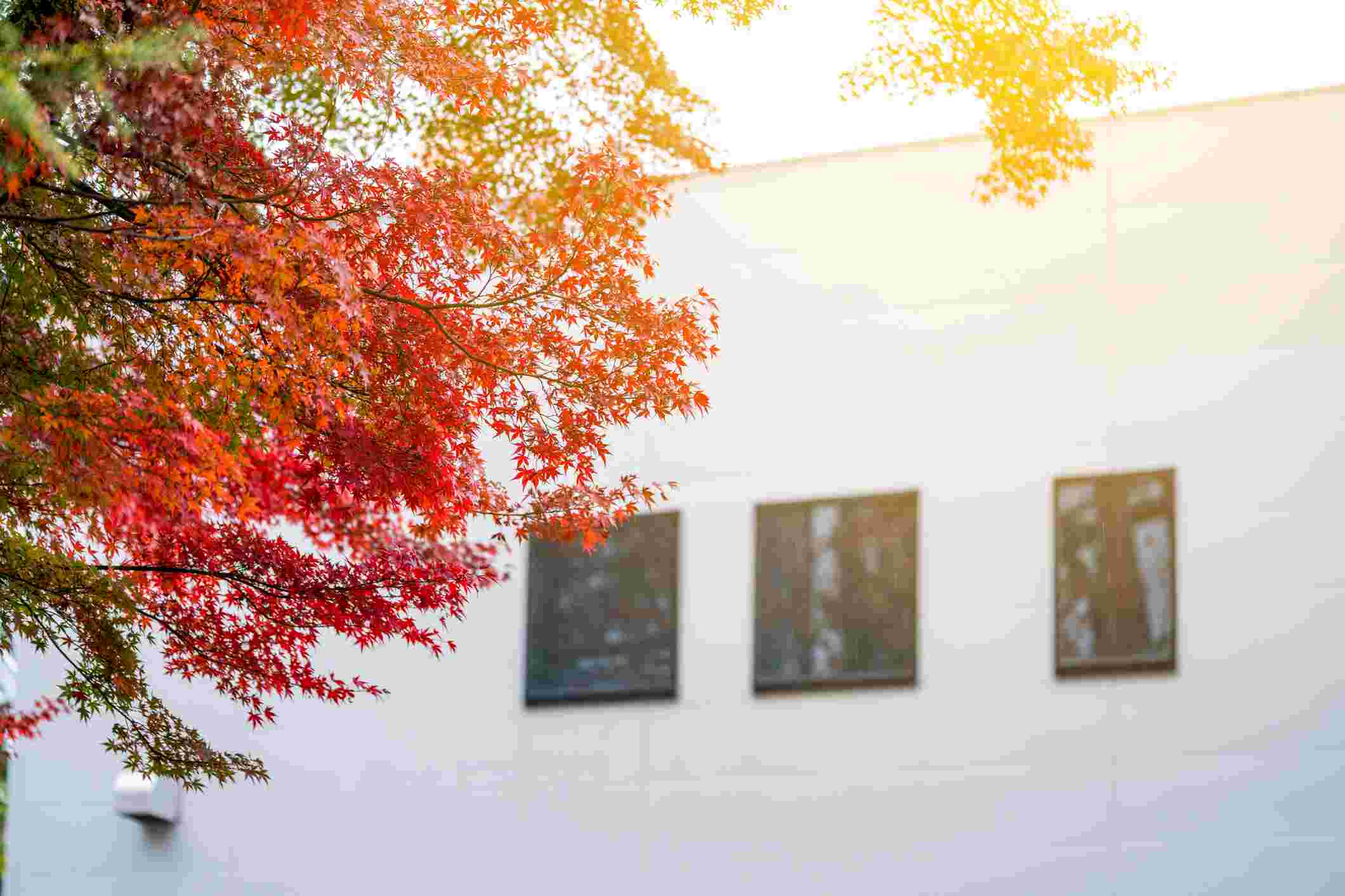 Autumn leaves on a tree outside a self storage building during the fall season.