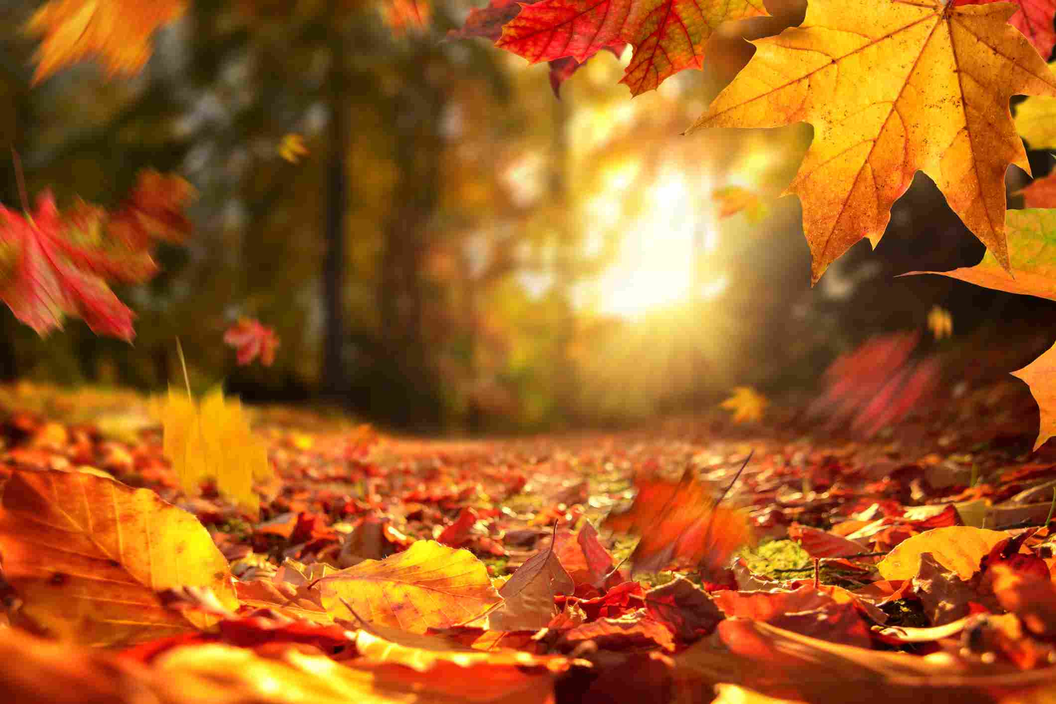 Autumn sun shining through tree canopy full of red and yellow autumn leaves. 