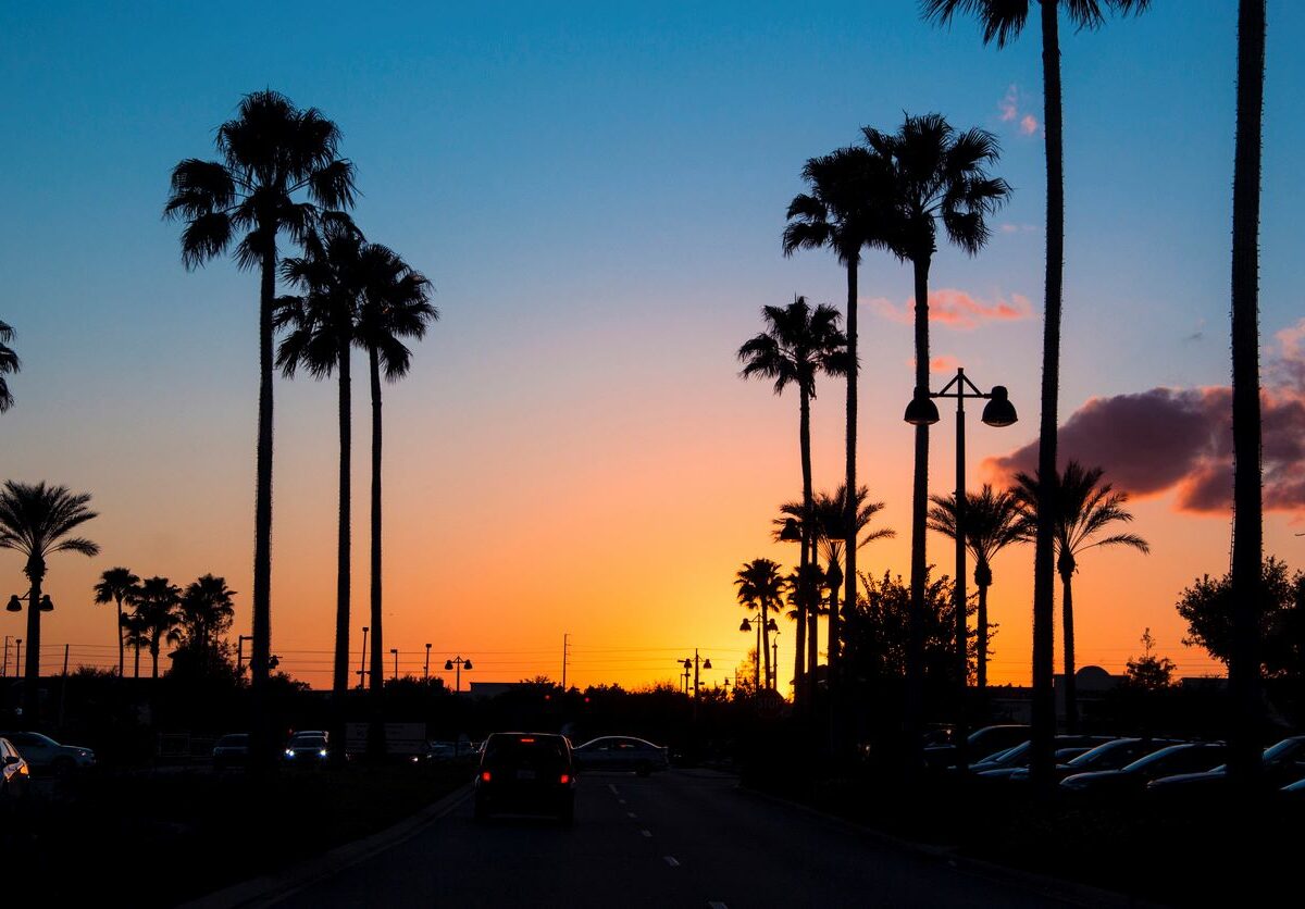 A beautiful sunset with palm tress in Orlando, Florida.