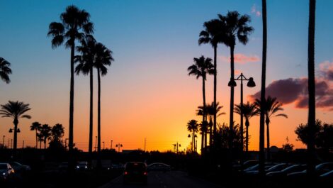 A beautiful sunset with palm tress in Orlando, Florida.