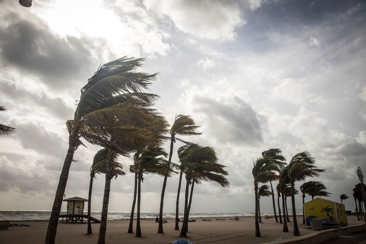 Palm trees before a tropical storm.