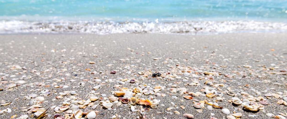Seashells lining the sand at Sanibel Beach in Florida.